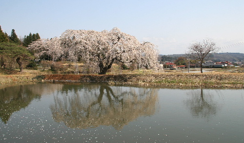 福島県棚倉町花園のしだれ桜